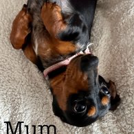 Dachshund (Standard & Miniature) - Both