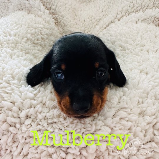 Dachshund (Standard & Miniature) - Both