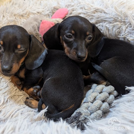 Dachshund (Standard & Miniature) - Dogs