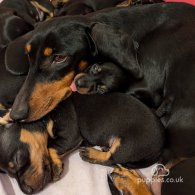 Dachshund (Standard & Miniature) - Dogs