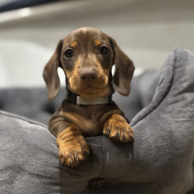 Dachshund (Standard &amp; Miniature) - Dogs