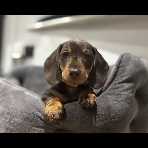 Dachshund (Standard &amp; Miniature) - Dogs