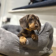 Dachshund (Standard & Miniature) - Dogs