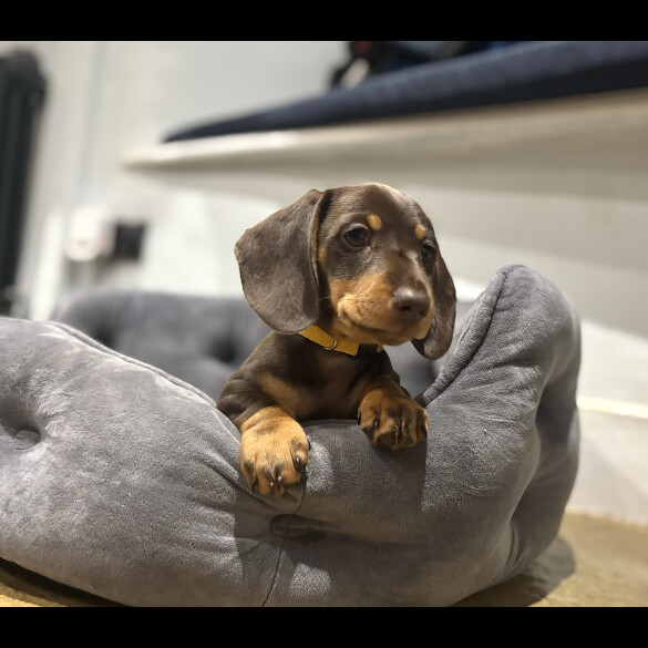 Dachshund (Standard &amp; Miniature) - Dogs