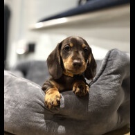 Dachshund (Standard &amp; Miniature) - Dogs