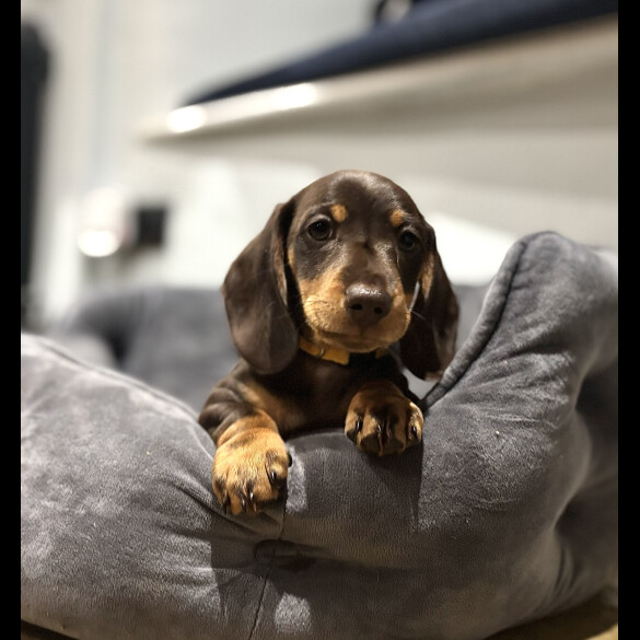 Dachshund (Standard &amp; Miniature) - Dogs