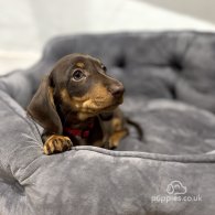 Dachshund (Standard & Miniature) - Dogs