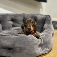 Dachshund (Standard & Miniature) - Dogs