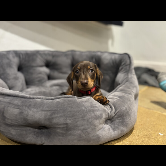 Dachshund (Standard &amp; Miniature) - Dogs