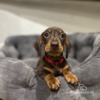 Dachshund (Standard & Miniature) - Dogs