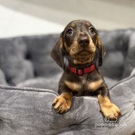 Dachshund (Standard & Miniature) - Dogs