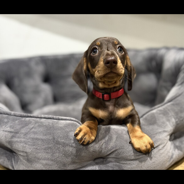 Dachshund (Standard &amp; Miniature) - Dogs