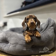 Dachshund (Standard & Miniature) - Dogs