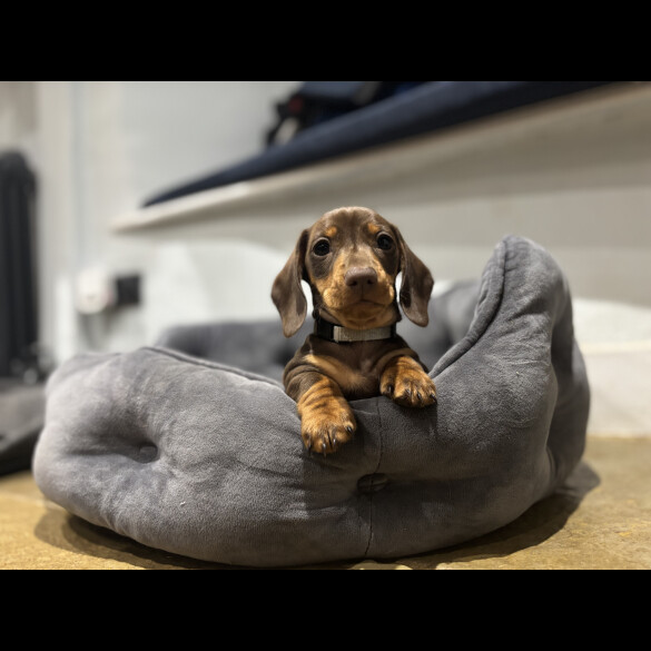 Dachshund (Standard &amp; Miniature) - Dogs