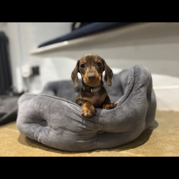 Dachshund (Standard &amp; Miniature) - Dogs