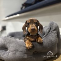 Dachshund (Standard & Miniature) - Dogs