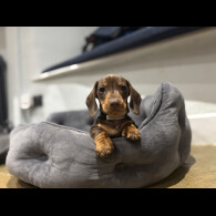 Dachshund (Standard &amp; Miniature) - Dogs