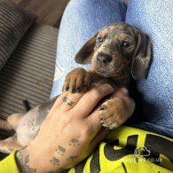 Dachshund (Standard & Miniature) - Both