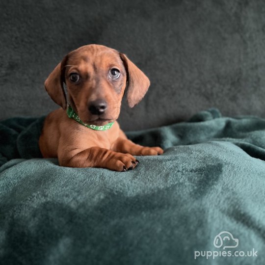 Dachshund (Standard & Miniature) - Dogs