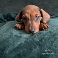 Dachshund (Standard & Miniature) - Dogs