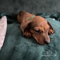 Dachshund (Standard & Miniature) - Dogs