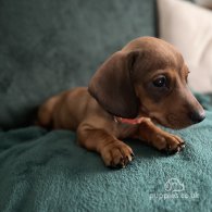 Dachshund (Standard & Miniature) - Dogs