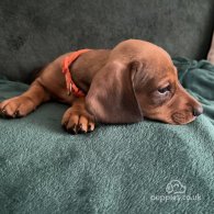 Dachshund (Standard & Miniature) - Dogs