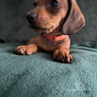 Dachshund (Standard & Miniature) - Dogs