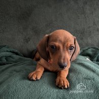 Dachshund (Standard & Miniature) - Dogs