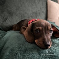 Dachshund (Standard & Miniature) - Dogs