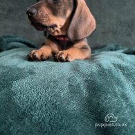 Dachshund (Standard & Miniature) - Dogs