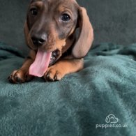 Dachshund (Standard & Miniature) - Dogs