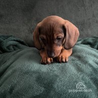 Dachshund (Standard & Miniature) - Dogs