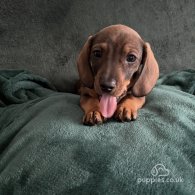 Dachshund (Standard & Miniature) - Dogs