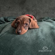 Dachshund (Standard & Miniature) - Dogs