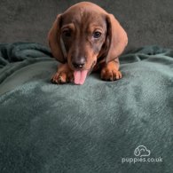 Dachshund (Standard & Miniature) - Dogs