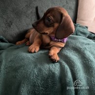 Dachshund (Standard & Miniature) - Dogs