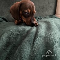 Dachshund (Standard & Miniature) - Dogs