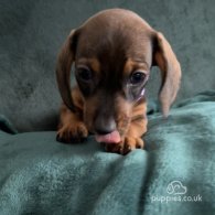 Dachshund (Standard & Miniature) - Dogs