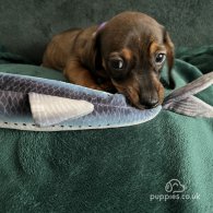 Dachshund (Standard & Miniature) - Dogs