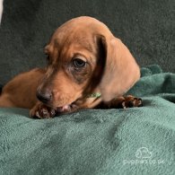 Dachshund (Standard & Miniature) - Dogs