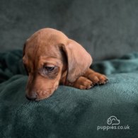 Dachshund (Standard & Miniature) - Dogs