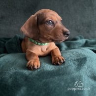 Dachshund (Standard & Miniature) - Dogs