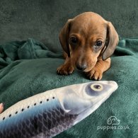 Dachshund (Standard & Miniature) - Dogs