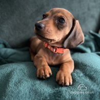 Dachshund (Standard & Miniature) - Dogs