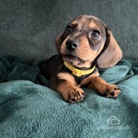 Dachshund (Standard & Miniature) - Dogs