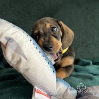 Dachshund (Standard & Miniature) - Dogs