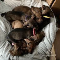 Dachshund (Standard & Miniature) - Dogs