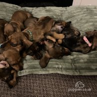 Dachshund (Standard & Miniature) - Dogs