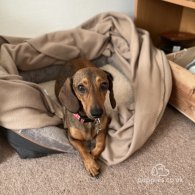 Dachshund (Standard & Miniature) - Dogs